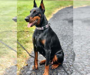 Mother of the Doberman Pinscher puppies born on 07/19/2025