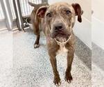 Small #1 American Pit Bull Terrier