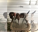 Small Photo #3 German Shorthaired Pointer Puppy For Sale in ENTERPRISE, AL, USA