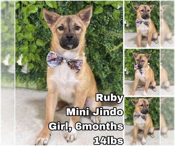 Medium Photo #1 Mutt Puppy For Sale in Seattle, WA, USA