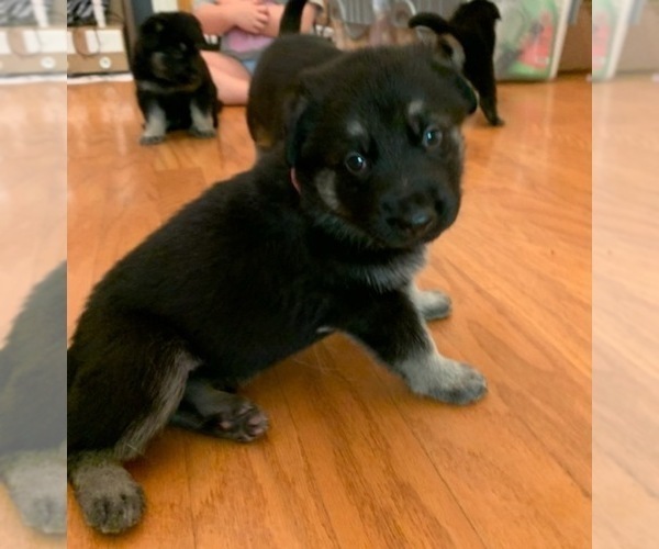 Medium Photo #1 German Shepherd Dog Puppy For Sale in MCDONOUGH, GA, USA