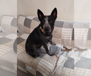 Father of the Texas Heeler puppies born on 04/16/2025