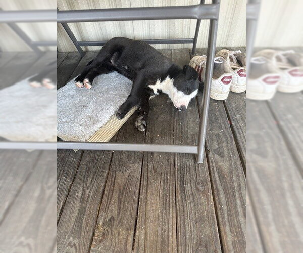 Medium Photo #4 Mutt Puppy For Sale in Evansville, IN, USA