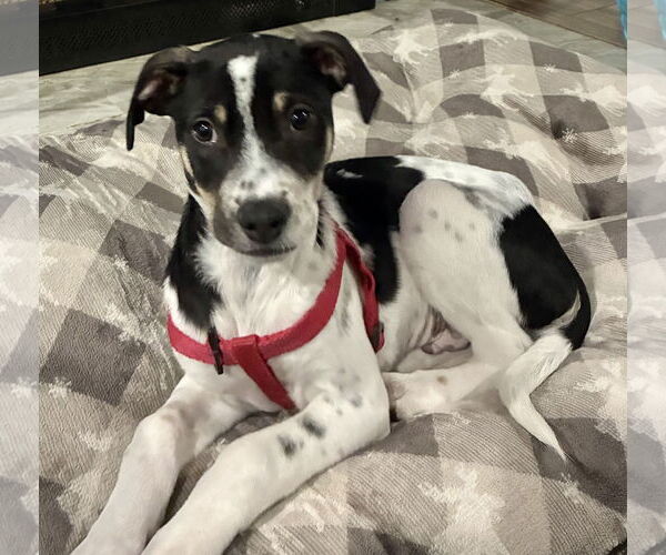 Medium Photo #3 Lab-Pointer Puppy For Sale in Jefferson, NJ, USA