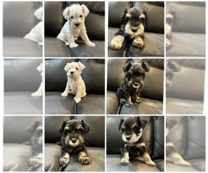 Schnauzer (Miniature) Puppy for Sale in SHEPHERDSVILLE, Kentucky USA