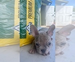 Puppy 4 French Bulldog