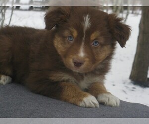 Australian Shepherd Puppy for sale in WILSON, NY, USA