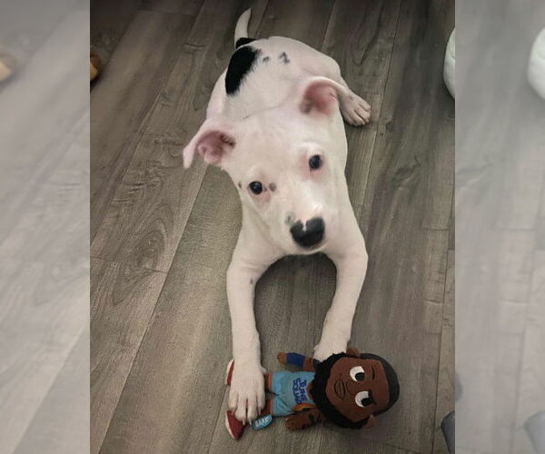 Medium Photo #4 Staffordshire Bull Terrier-Unknown Mix Puppy For Sale in Des Moines, IA, USA