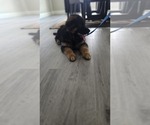 Small #3 German Shepherd Dog