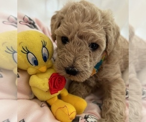 Medium Miniature Labradoodle
