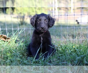 Gollie Puppy for sale in KINGSPORT, TN, USA