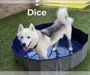 Samoyed-Siberian Husky Mix Dogs for adoption in Derwood, MD, USA