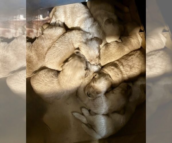 Medium Photo #6 Golden Retriever Puppy For Sale in WEST MIDDLESEX, PA, USA
