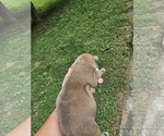 Small Photo #8 American Bully Puppy For Sale in SAINT ALBANS, WV, USA