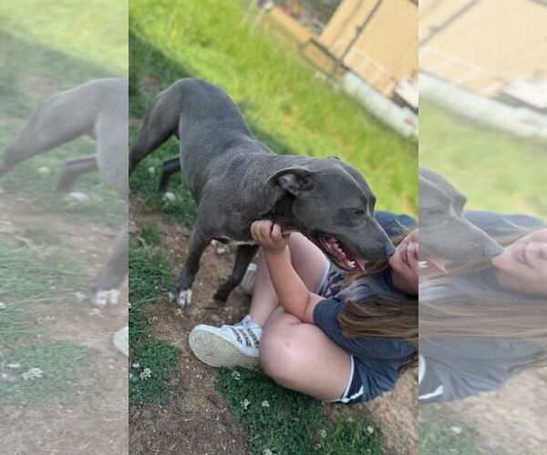 Medium Photo #3 American Bulldog Puppy For Sale in Monticello, MS, USA