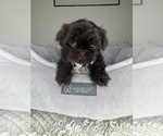 Small #3 Shih Tzu