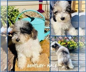 Poodle (Miniature) Puppy for sale in SALEM, IL, USA