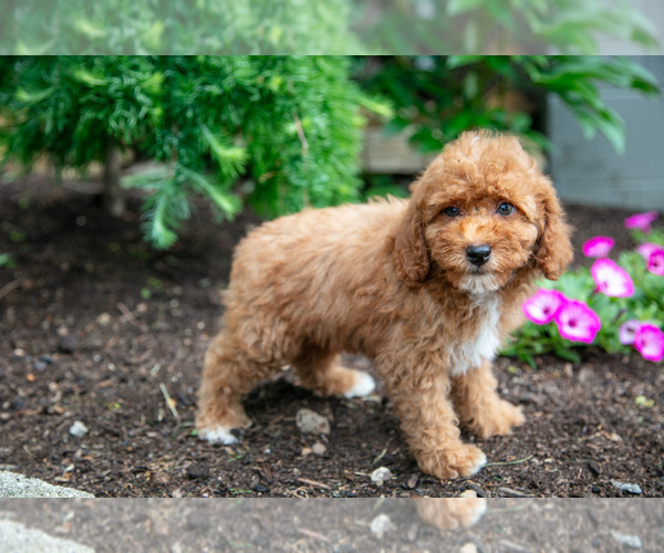 Medium Photo #3 Poodle (Miniature) Puppy For Sale in FREDERICKSBURG, OH, USA