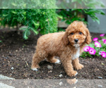 Small #2 Poodle (Miniature)