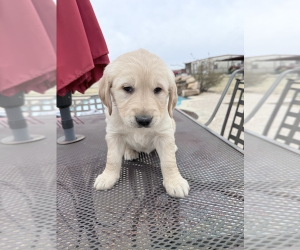 Medium Photo #3 Golden Retriever Puppy For Sale in JUSTIN, TX, USA