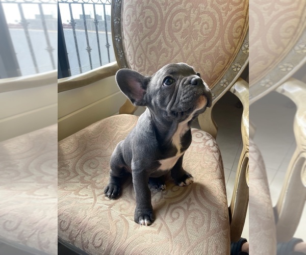 Medium Photo #2 French Bulldog Puppy For Sale in CHULA VISTA, CA, USA