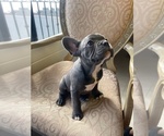 Small #1 French Bulldog