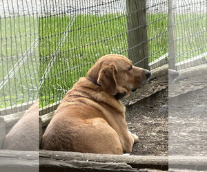 Charlie - Male Labrador Retriever-Unknown Mix Dog for Adoption - Photo #3