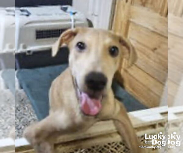 Medium Photo #2 Labrador Retriever-Unknown Mix Puppy For Sale in Washington, DC, USA