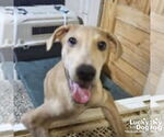 Small #1 Labrador Retriever Mix