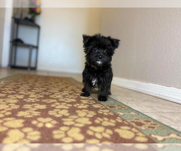 Medium Photo #2 Morkie Puppy For Sale in TUCSON, AZ, USA