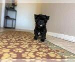 Small #1 Morkie