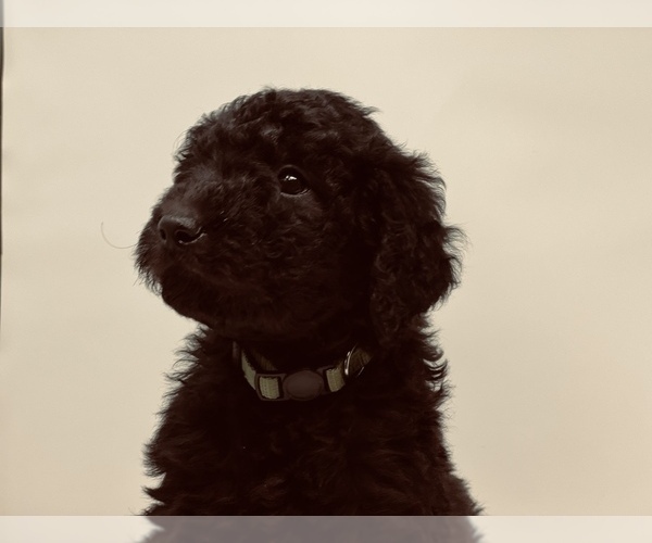 Medium Photo #4 Goldendoodle Puppy For Sale in WEST LINN, OR, USA