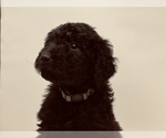 Small Photo #4 Goldendoodle Puppy For Sale in WEST LINN, OR, USA