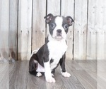 Small Photo #2 Boston Terrier Puppy For Sale in MOUNT VERNON, OH, USA