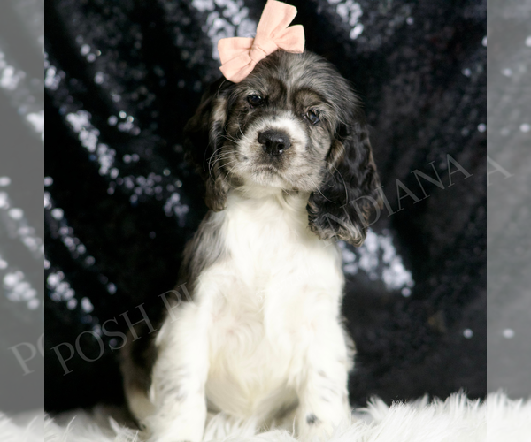 Medium Photo #5 Cocker Spaniel Puppy For Sale in WARSAW, IN, USA