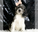 Small #4 Cocker Spaniel