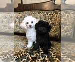 Small Photo #7 Poodle (Toy) Puppy For Sale in WOODSTOCK, CT, USA