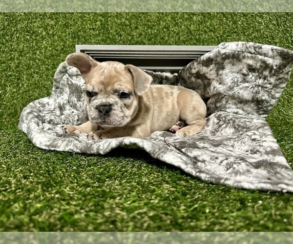Medium Photo #1 French Bulldog Puppy For Sale in MINNEAPOLIS, MN, USA