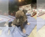 Puppy Brindle American Bully-Pit