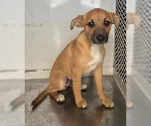 Chihuahua Dogs for adoption in Bakersfield, CA, USA