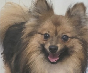 Father of the Pomeranian puppies born on 01/30/2024