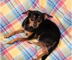 Small Chihuahua Mix