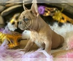 Small Photo #6 French Bulldog Puppy For Sale in PASO ROBLES, CA, USA