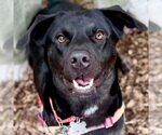 Small #12 Labrador Retriever Mix