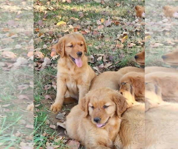 Medium Photo #3 Golden Retriever Puppy For Sale in FERNDALE, WA, USA