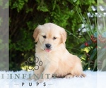 Small #6 Golden Retriever