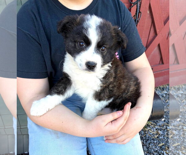 Medium Photo #1 Border Collie-Unknown Mix Puppy For Sale in Unionville, PA, USA
