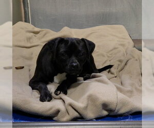 Chihuahua Dogs for adoption in Bakersfield, CA, USA