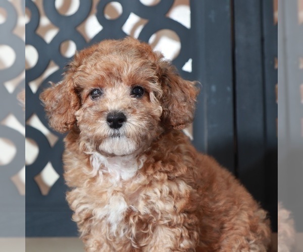 Medium Photo #1 Poodle (Toy) Puppy For Sale in MOUNT VERNON, OH, USA