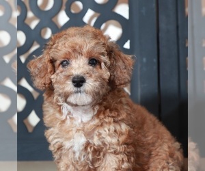 Poodle (Toy) Puppy for Sale in MOUNT VERNON, Ohio USA